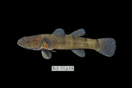 Image of Throatspine Gudgeon