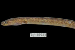 Image of Giant Long-finned Eel