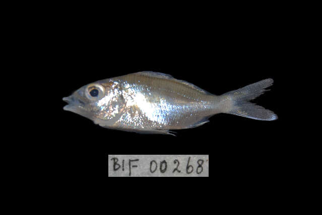 Image of Flagfin Mojarra