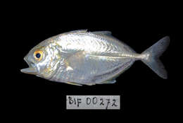 Image of Big-eye trevally