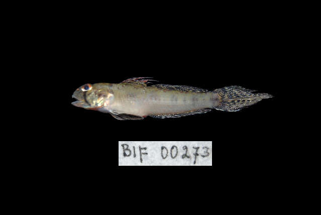 Image of Oligolepis