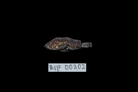 Image of Bearded roguefish