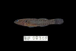 Image of Spine-cheek gudgeon