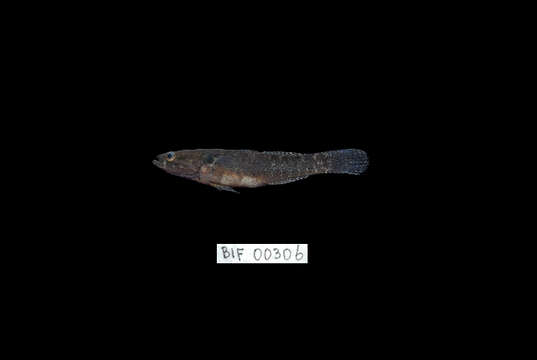 Image of Spine-cheek gudgeon