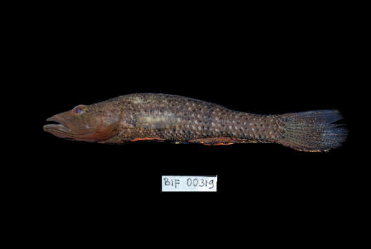 Image of Goby