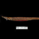 Image of Belly pipefish