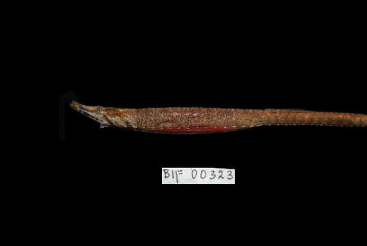 Image of Belly Pipefish