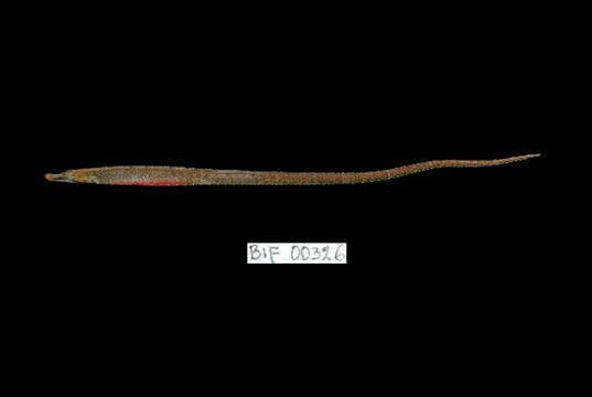 Image of Belly Pipefish