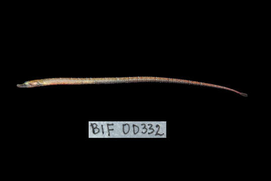 Image of Belly Pipefish