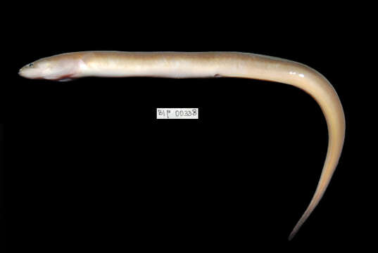 Image of Black fin eel