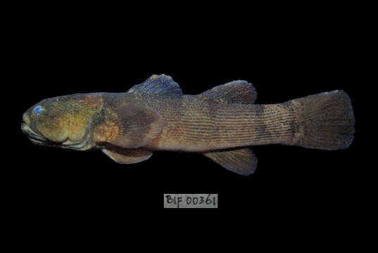 Image of Throatspine Gudgeon