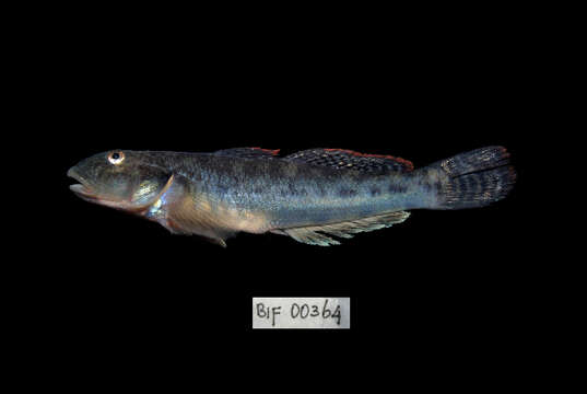 Image of Scribbled goby