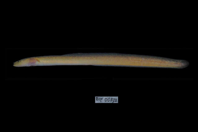 Image of Giant Long-finned Eel