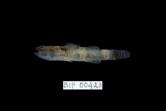 Image of Throatspine Gudgeon