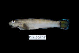 Image of Red-tailed goby