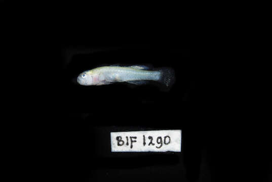 صورة Gobiopterus brachypterus (Bleeker 1855)