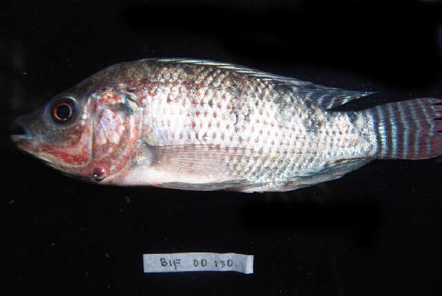 Image de Tilapia du Mozambique