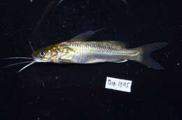Image of Twospot catfish