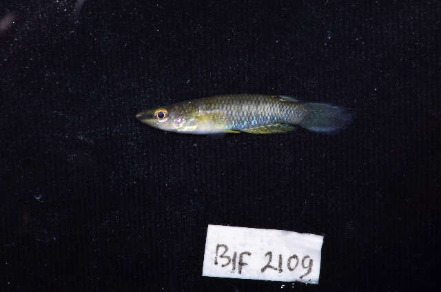 Image of Blue Panchax