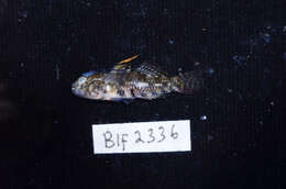 Image of Bigmouth Goby