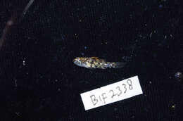 Image of Bigmouth Goby