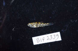 Image of Bigmouth Goby