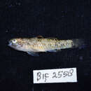 Image of Goby of streams