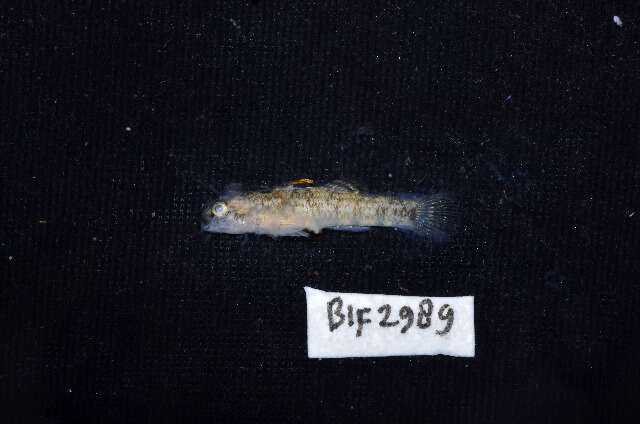 Image of Goby of streams