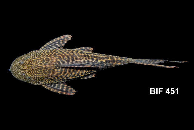 Image of Amazon sailfin catfish