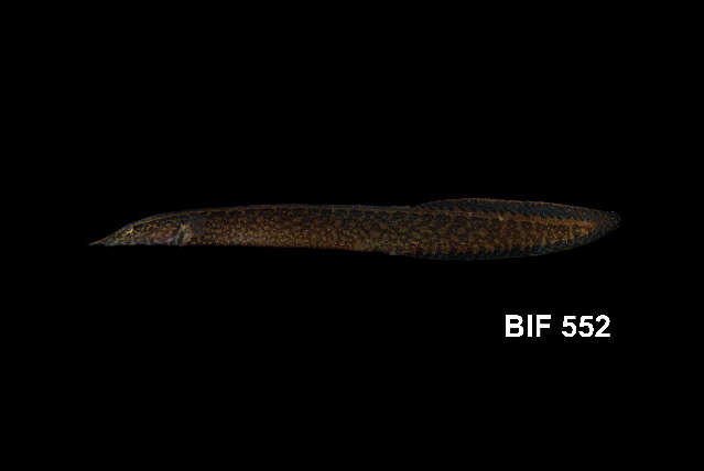 Image of Buff-backed spiny eel