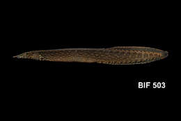 Image of Buff-backed spiny eel