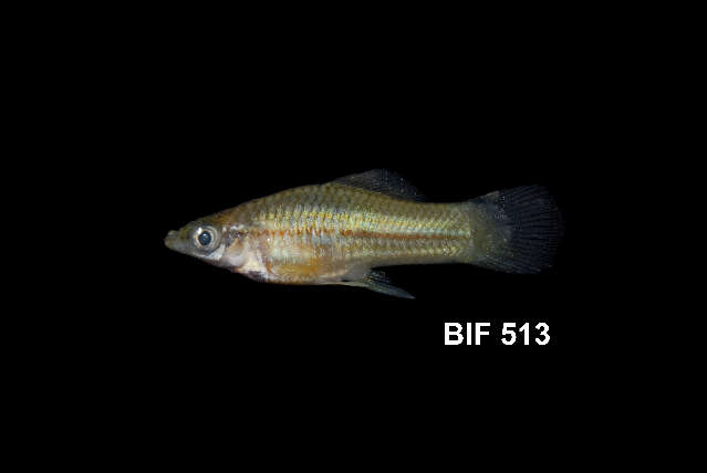 Image of Green swordtail