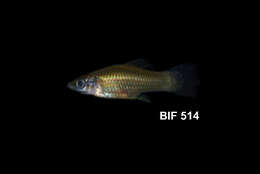 Image of Green swordtail