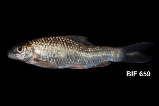 Image of Bonylip barb