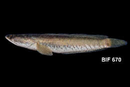 Image of Asian Snakehead