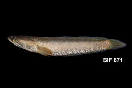 Image of Asian Snakehead