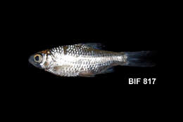 Barbonymus gonionotus (Bleeker 1849) resmi