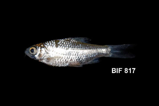 Image of Common barb