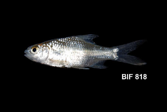 Image of Common barb