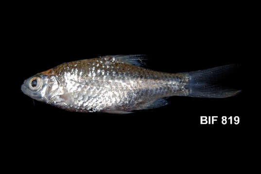 Image of Common barb