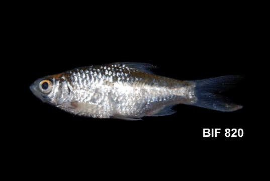 Image of Common barb