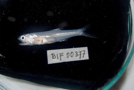 Image of &#67;&#111;&#109;&#109;&#101;&#114;&#115;&#111;&#110;&#39;&#115;&#32;&#97;&#110;&#99;&#104;&#111;&#118;&#121;