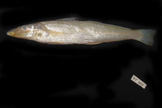 Image of Asian whiting