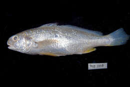 Image of Croaker