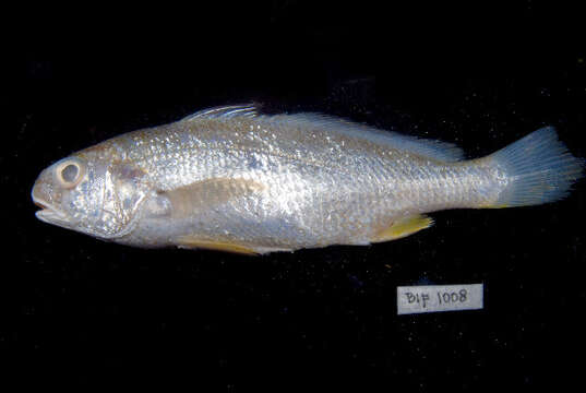 Image of Croaker