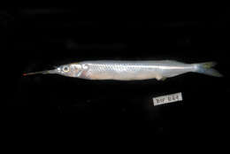 Image of Feathered River-garfish