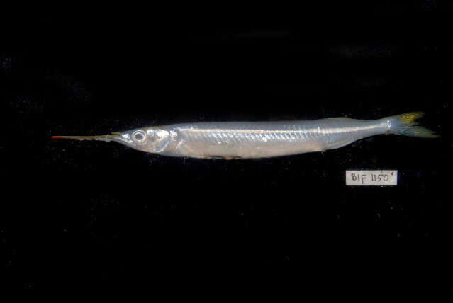 Image of Feathered River-garfish