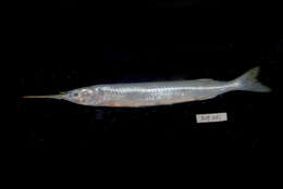 Image of Feathered River-garfish