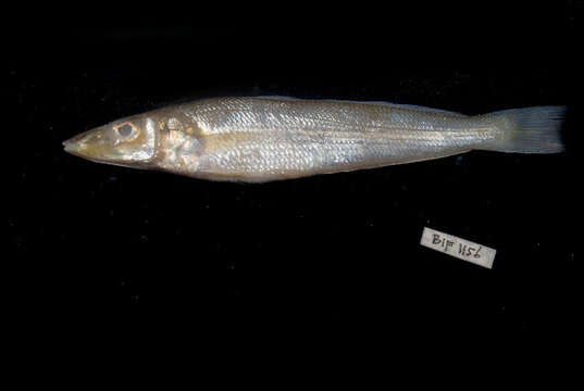 Image of Asian whiting