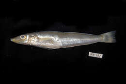 Image of Asian whiting